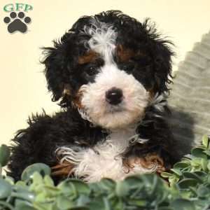 Riley, Mini Bernedoodle Puppy